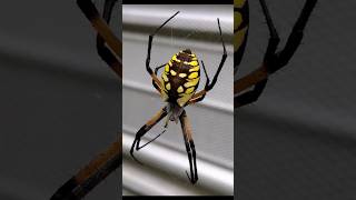 Zigzag spider Argiope Aurantiaspider nature backyard shorts [upl. by Derek794]