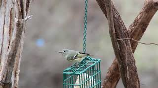 Ruby Crowned Kinglet [upl. by Ellinad]