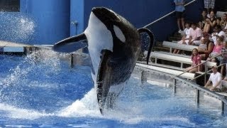 The backlash after Blackfish [upl. by Waldon]