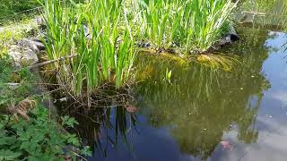 So kann der Gartenteich wieder klar werden [upl. by Basset]