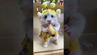 Little Dobby holding a quothoneypotquot Golden Bear Hamster Cute Pet Debut Plan Sharing Daily Mouse Rais [upl. by Yanehs]