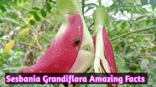 Amazing Fact About Hummingbird Tree  Sesbania Grandiflora  Kembang Turi [upl. by Lena999]