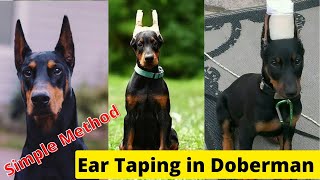 Doberman Ear TapingSimple method to Tape Dogs Ear [upl. by Enitnelav]