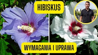 Hibiskus – wymagania i uprawa ketmii syryjskiej obficie i cudnie kwitnący krzew [upl. by Inimak679]