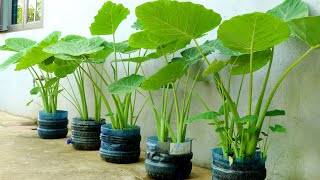 Recycle Plastic Bottles Grow Colocasia Gigantea at Home [upl. by Eenrahc]