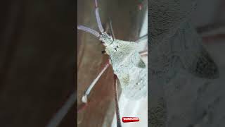 Exploring Giant Leaffooted Bug under a Microscope [upl. by Barbe]