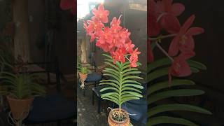 Renantanda Cherry Rose orchids anggrek orchidworld [upl. by Ruiz547]