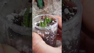 Haworthia propagation update haworthia reuseplastic [upl. by Regni48]