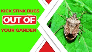 How To Get Rid Of Stink Bugs In Your Garden  Expert Solutions [upl. by Hairabez]