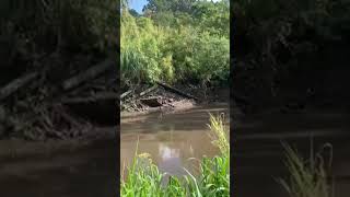 Secando um açude em Santa maria do herval para pegar os peixes [upl. by Thirzia]