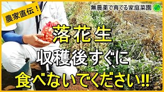 【落花生栽培】失敗しない収穫後の乾燥方法とその後にやるべきこと【有機農家直伝！無農薬で育てる家庭菜園】 241010 [upl. by Aileek780]