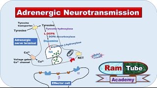 Adrenergic NA or NE Neurotransmission explained with animation [upl. by Kcirredal775]