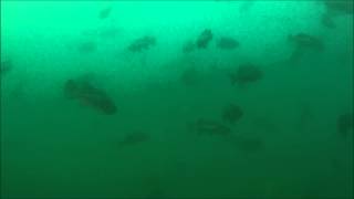 Puget Sound Rockfish a divers view [upl. by Hackathorn310]