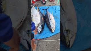 Big Tuna Sablayan Occidental Mindoro [upl. by Orthman]