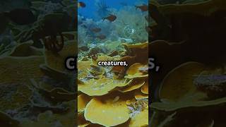 What Secrets Lie Beneath VICTORIA SEA amazingfacts facts naturecuriosities [upl. by Daveda]