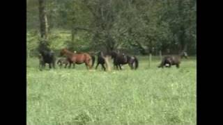 Video Rocky Mountain Horse Pasture Breeding  Drama and Dance [upl. by Allicserp]