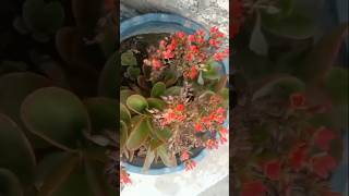 Kalanchoe plant kalanchoe flowers gardening plants trending [upl. by Ethbin]