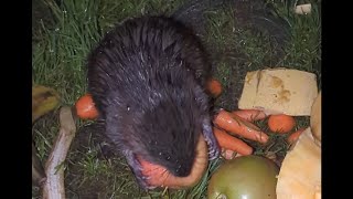 2 Muskrat s coming up together side by side and Muskrat s taking apples [upl. by Aleacem]