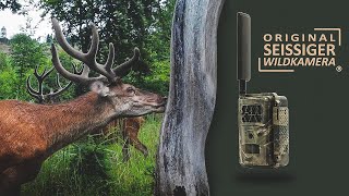 SEISSIGER SpecialCam LTE — diese Wildkamera hat alles verändert [upl. by Kolodgie5]