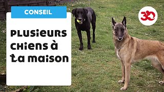 Plusieurs chiens à la maison  bien gérer sa meute [upl. by Naliorf]