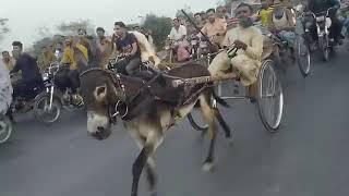 donkeyworld🐴 donkey race karachi boriwala vs kankat donkeyrace animalsanctuary horse donkey [upl. by Omora]