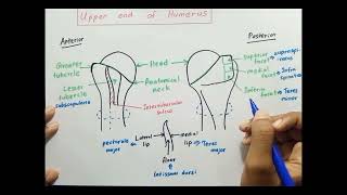 Upper end of Humerus [upl. by Jourdain]