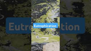 Eutrophication eutrophication algae savewater waterbodies environmentalawareness shorts yt [upl. by Yna720]