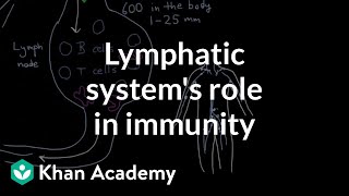 The lymphatic systems role in immunity  Lymphatic system physiology  NCLEXRN  Khan Academy [upl. by Emsoc]