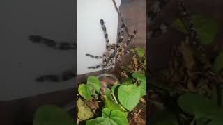 Pregalis just chilling😃😯 tarantula rainforestanimalsound shorts [upl. by Niar827]