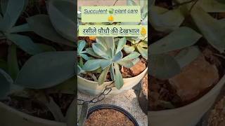 Succulent 🍃plant care👍succulent DeepaGardening gardening [upl. by Derron]