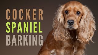 Cocker Spaniel Barking amp Growling How to make your Cocker Spaniel Bark [upl. by Llennaj]