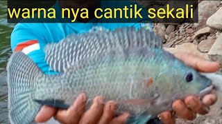 mancing ikan nila di waduk Bajul mati [upl. by Zere]