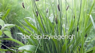 Der Spitzwegerich  Viriditas HeilpflanzenVideo [upl. by Nivaj]