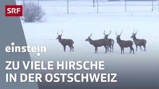 HirschSchwemme Hungersnot TamboraVulkan CarbonHufeisen für Rennpferde  Einstein  SRF Wissen [upl. by Eirised478]