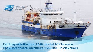 Herring fishing aboard of RSWtrawler Champion  Промысел сельди на борту СТР Чемпион [upl. by Cornish]