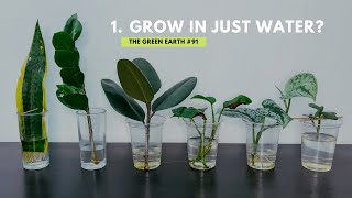 91 Top 6 Common Indoor Plants That Can Grow In Water  Grow Houseplants Without Soil [upl. by Jaworski449]