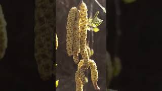 Male and female catkins on Betula pendula weeping birch shorts [upl. by Nodnelg]