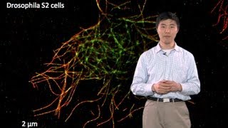 Microscopy SuperResolution Localization Microscopy Bo Huang [upl. by Ashlee]