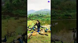 Lovely peacock videopeacock hindisong bollywood love music funny [upl. by Siubhan]