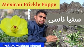 Uses of Mexican Prickly Poppy  Argemone mexicana  Satianasi  Miracle Herbal Diversity [upl. by Firehs]