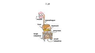 Factors Affecting Enzyme Activity [upl. by Aicercal]