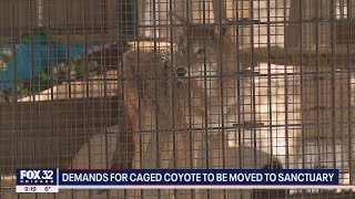 Controversy surrounds domesticated coyote living caged outside in Cook County [upl. by Kauppi]