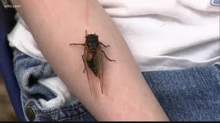 Cicadas causing some disturbances in Newberry [upl. by Jason823]