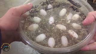 Candling Some Bearded Dragon Eggs Are They Fertile [upl. by Yliah]