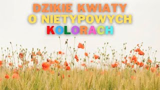 Dzikie kwiaty o nietypowych kolorach Jaki to kwiat Jaka to roślina [upl. by Tfat339]