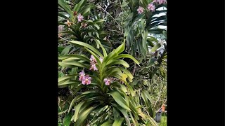 anggrek dendro  vanda foetida cimbi  paphio phal [upl. by Papert]