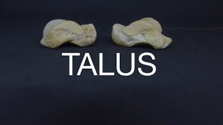 TALUS [upl. by Ened]