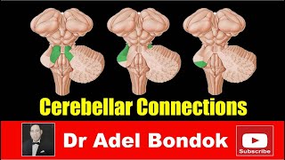 Cerebellar Connections and Control of Movement Dr Adel Bondok [upl. by Radnaskela]