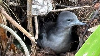 ʻuaʻu kani Wedge tailed shearwater in nesting burrow right next to a path on kauai very cute ❤️ [upl. by Gora]