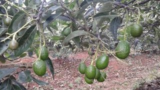 Como es el Manejo de Plagas en el Cultivo de Aguacate Hass  TvAgro por Juan Gonzalo Angel [upl. by Richel755]